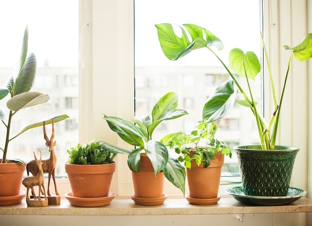 окна и растения